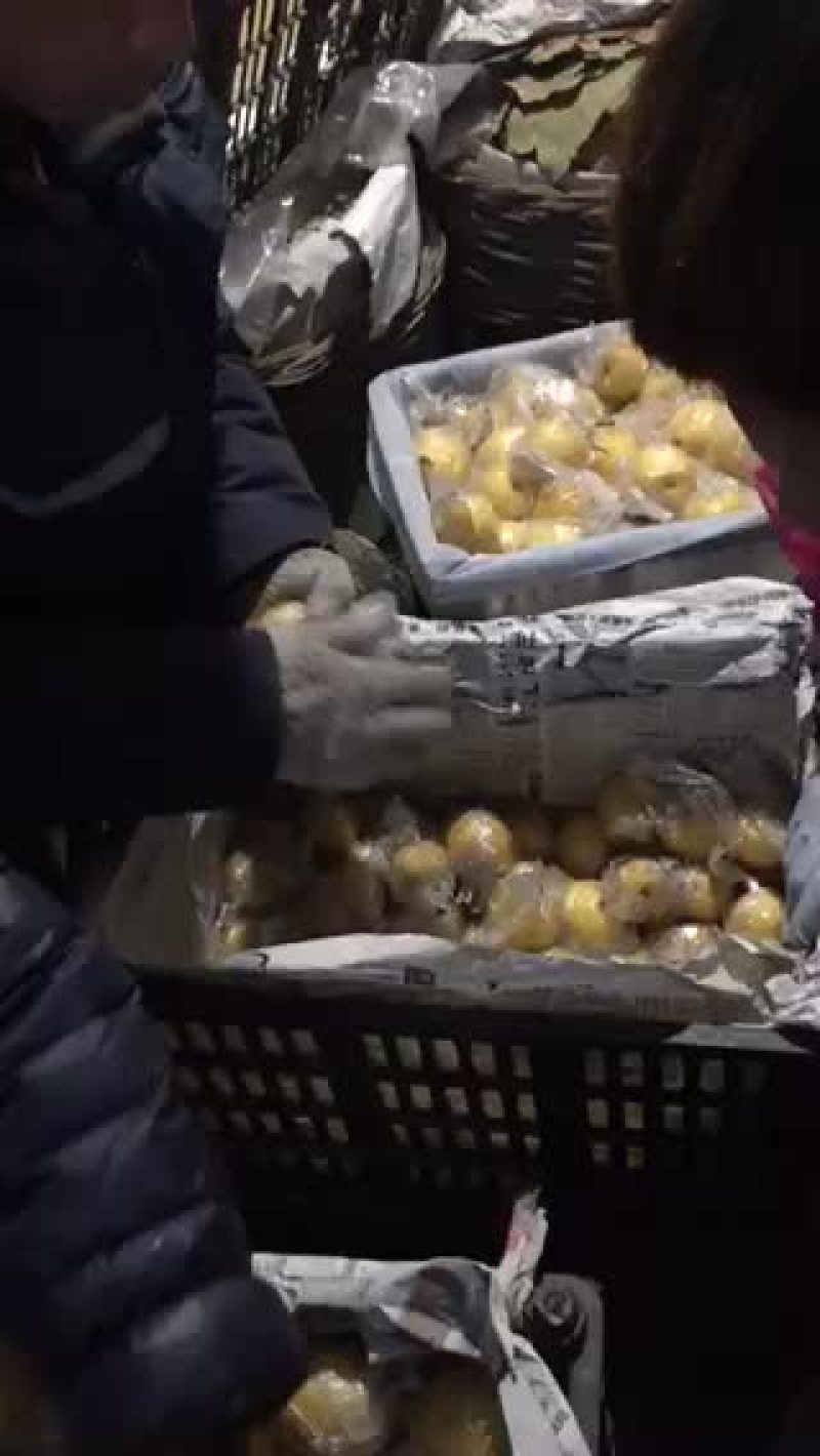 蜜梨