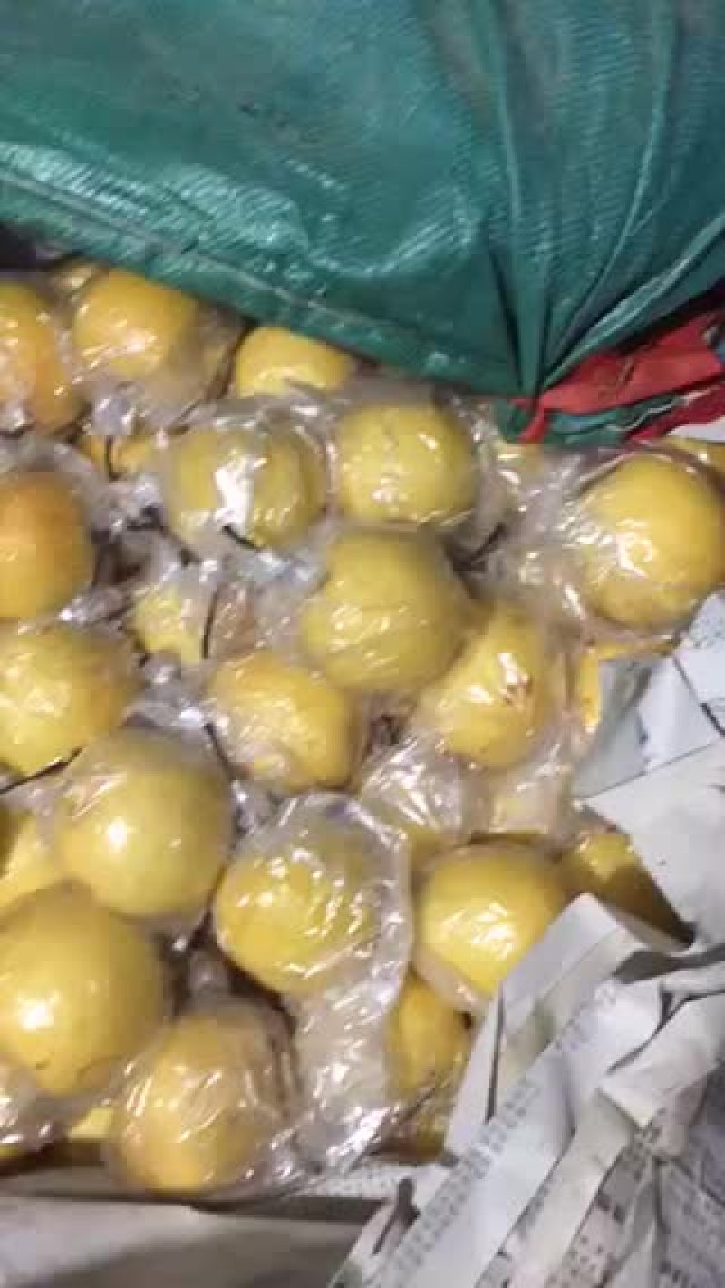 蜜梨