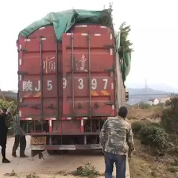禄花苗木出售，有大小不等价格不等，品种齐全，