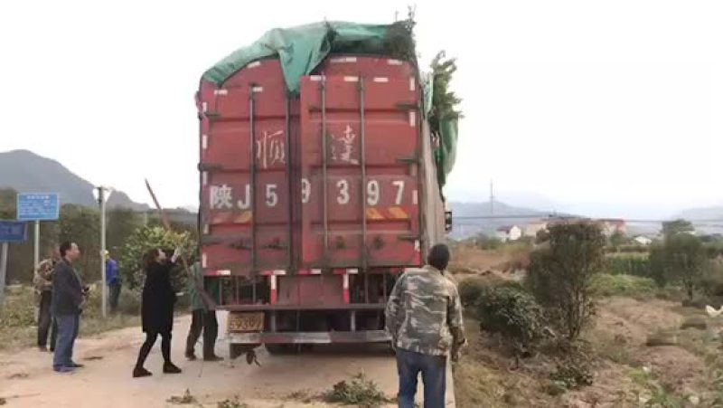 禄花苗木出售，有大小不等价格不等，品种齐全，