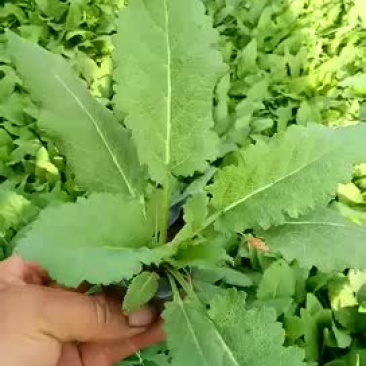 鼠尾草地被鼠尾草宿根鼠尾草