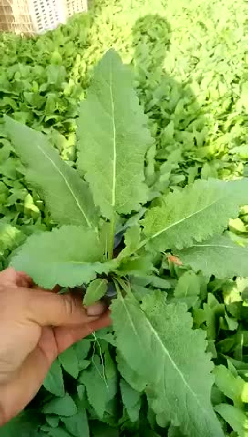 鼠尾草地被鼠尾草宿根鼠尾草
