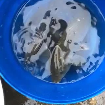 水产