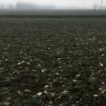 有需要种球联系我