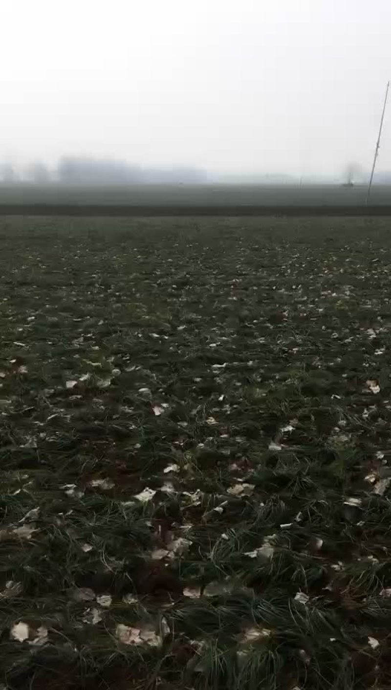 有需要种球联系我