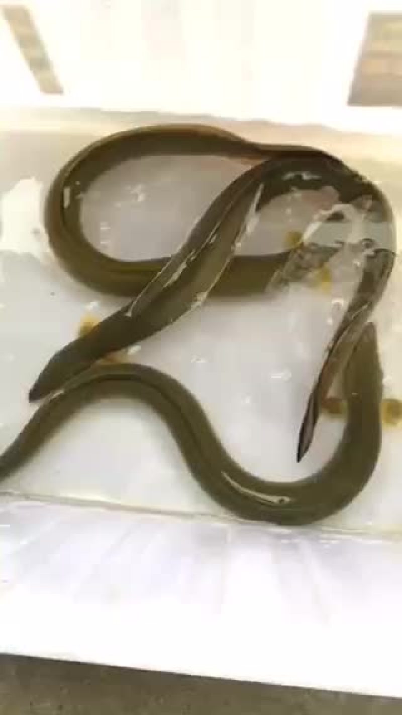 农村河鳗淡水湖鳗江鳗野外鳗鱼深水鳗鱼批发
