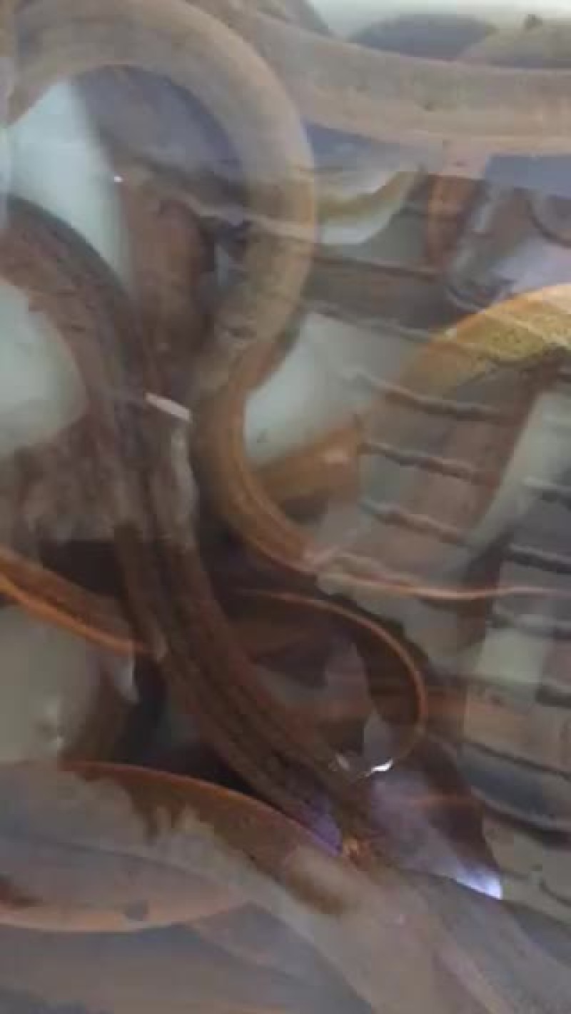 4-6两本地土黄鳝活体成品鳝鱼批发