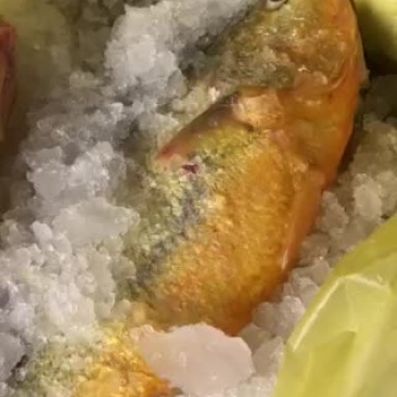 黄鱼