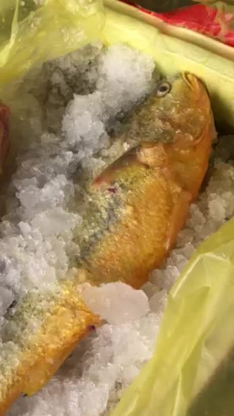 黄鱼