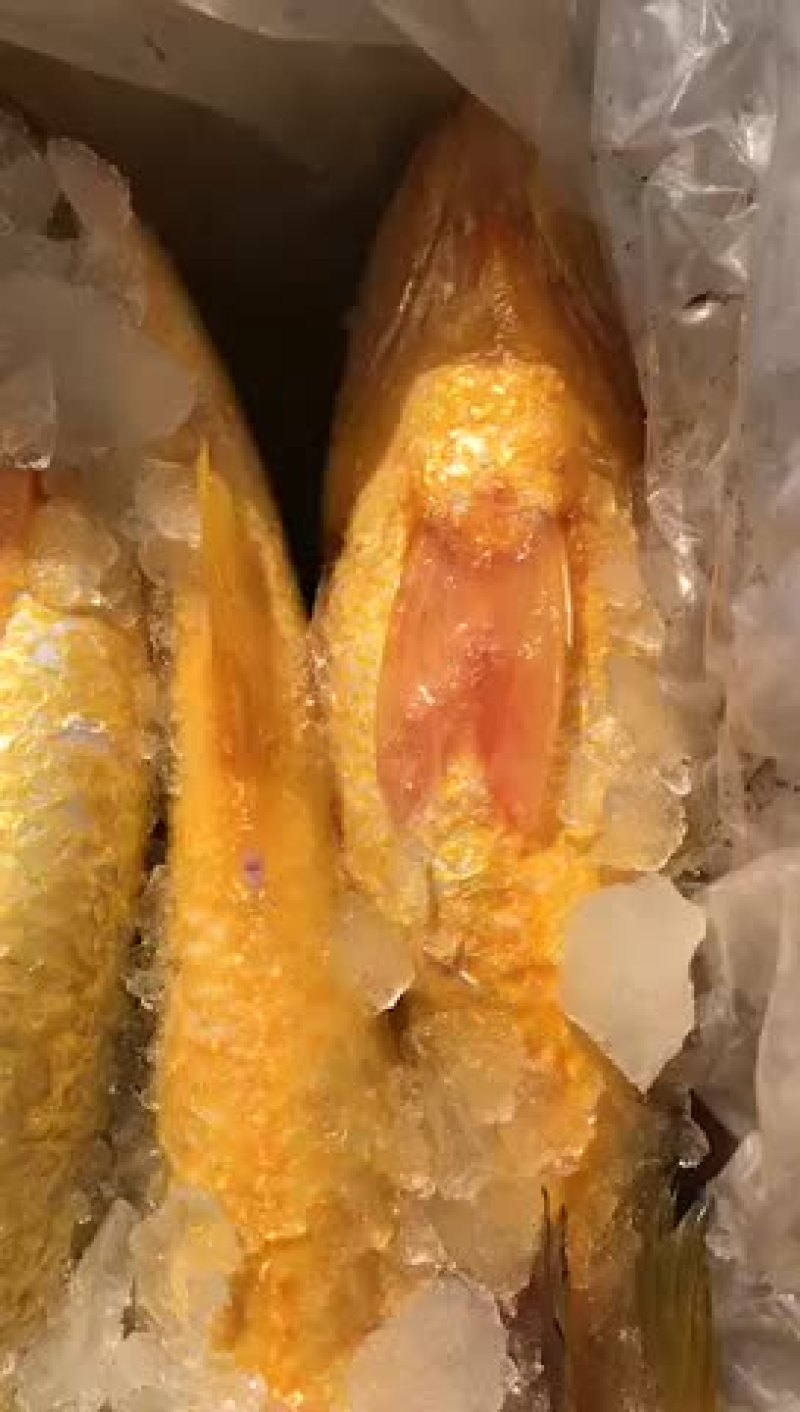 黄鱼