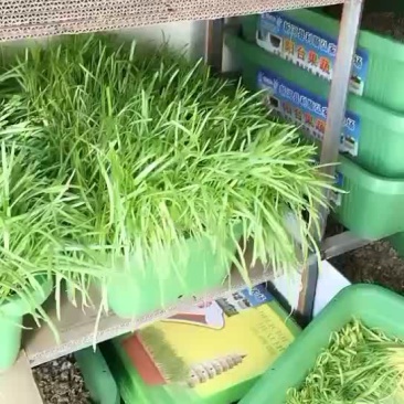 韭菜盆景牛奶黄韭