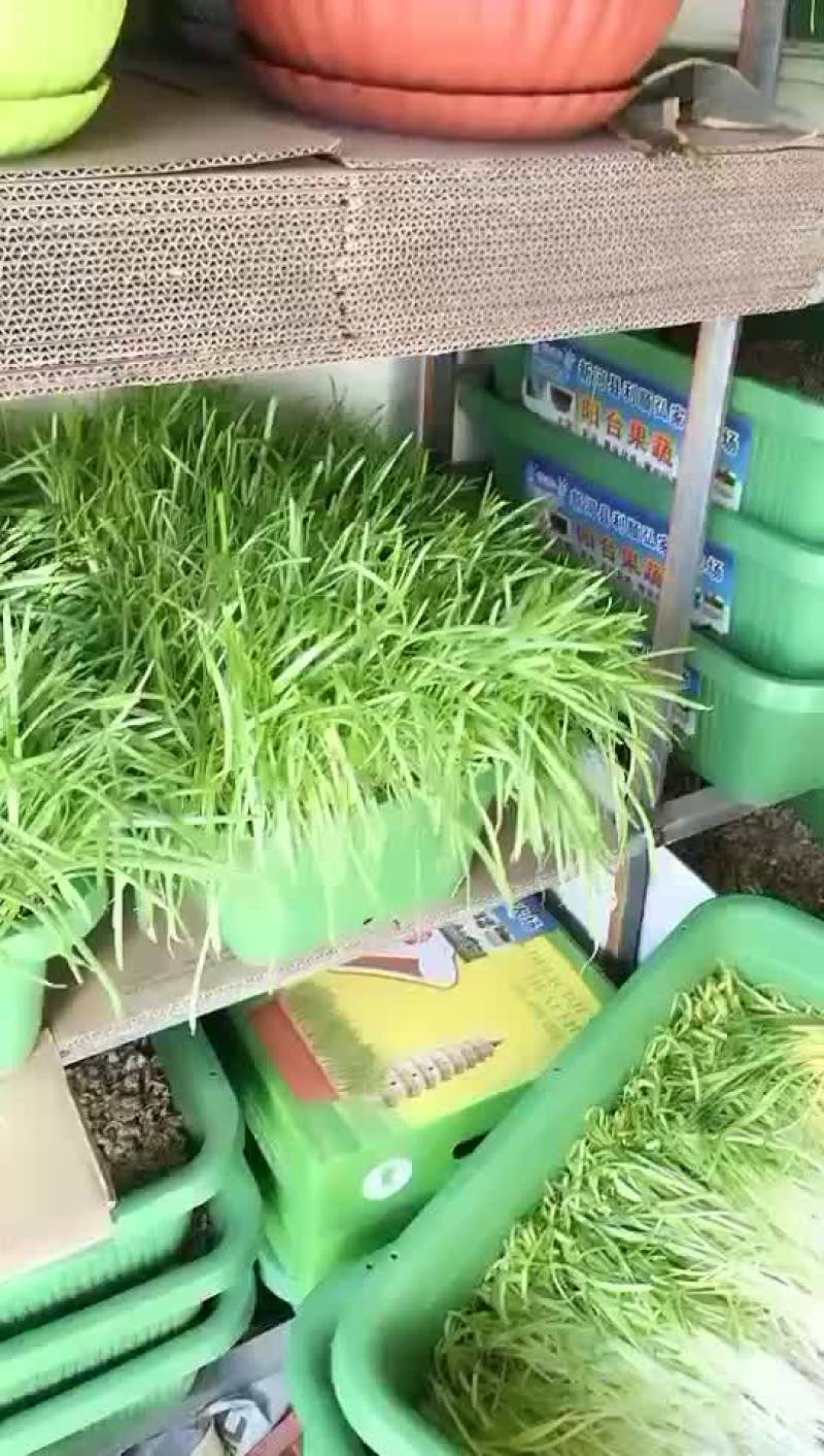 韭菜盆景牛奶黄韭