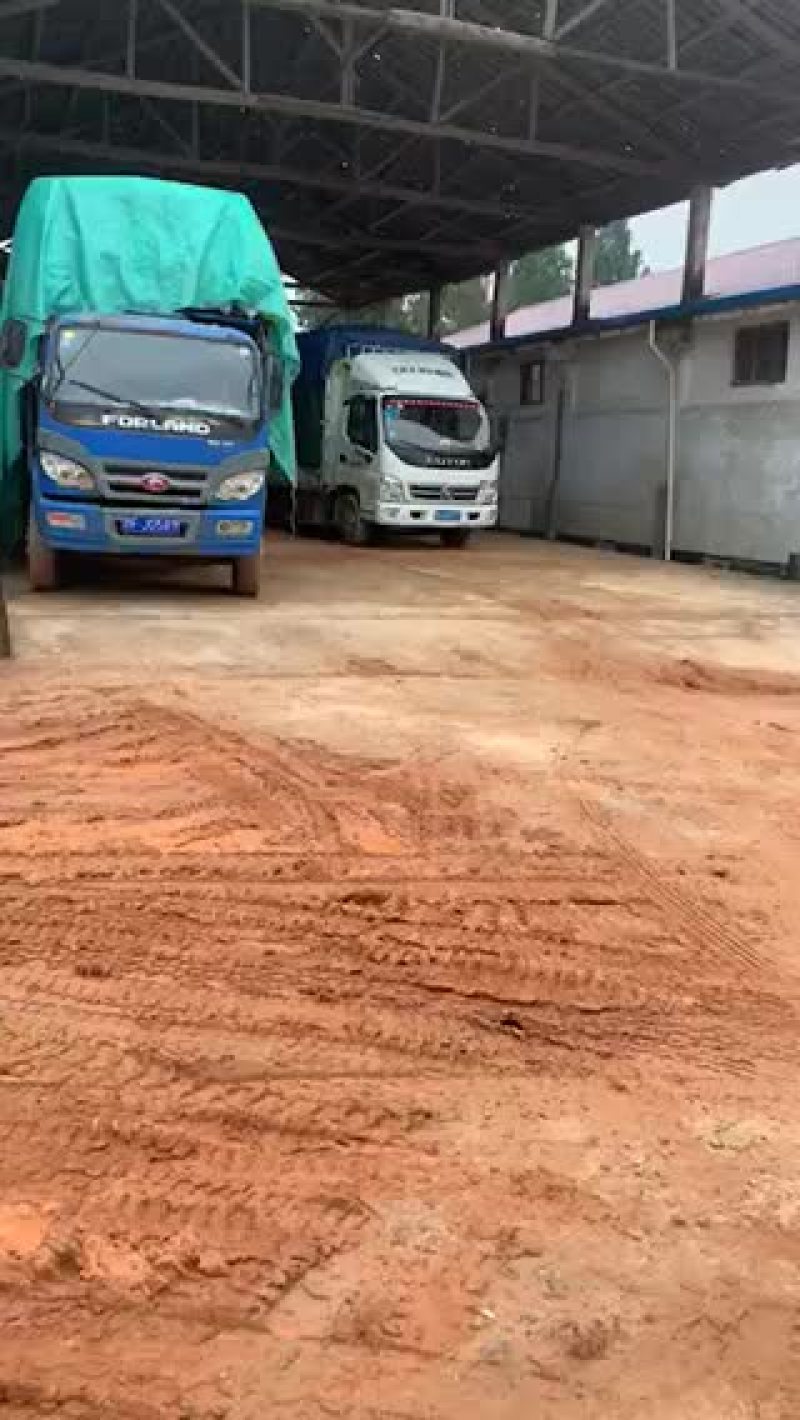 水稻