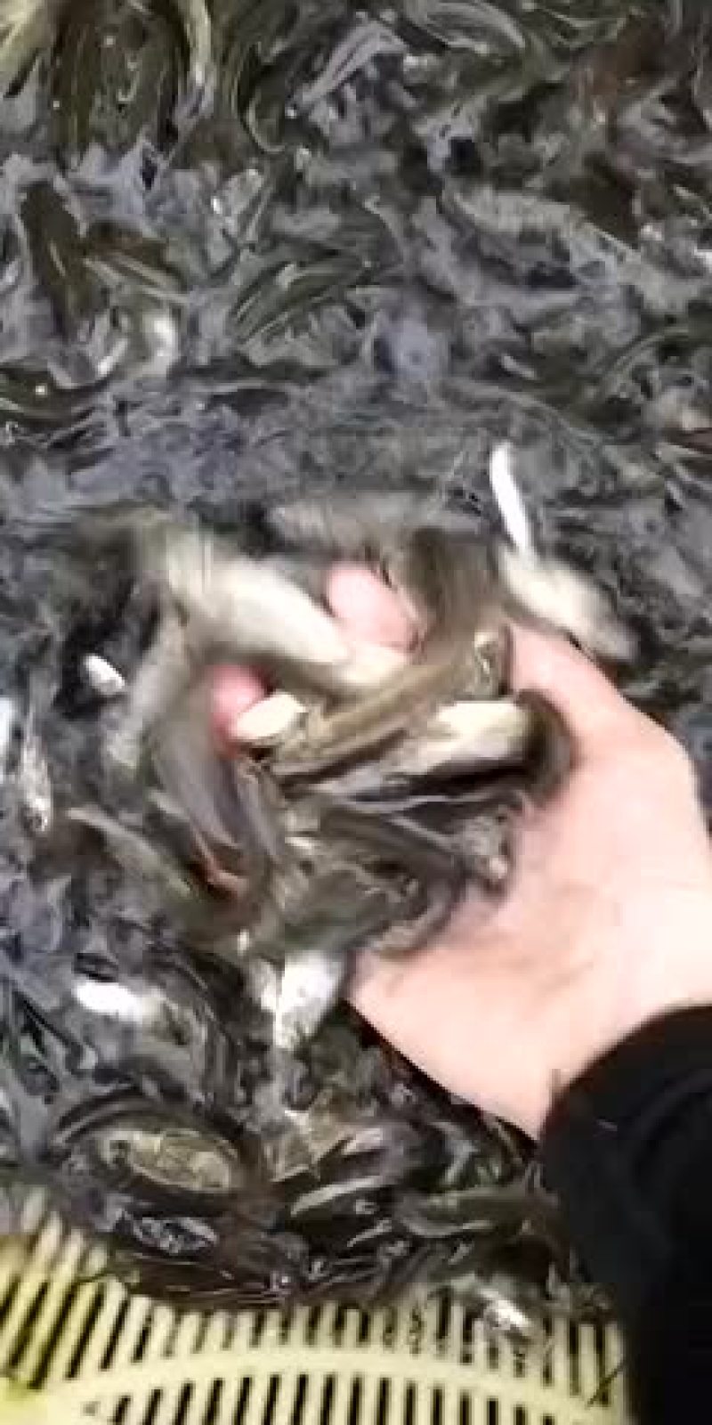 雅鱼苗，叉尾鱼，长期销售，货源充足，欢迎联系