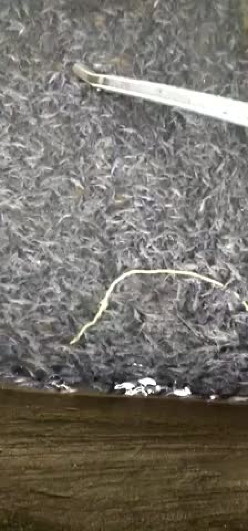 雅鱼苗，叉尾鱼，长期销售，货源充足，欢迎联系
