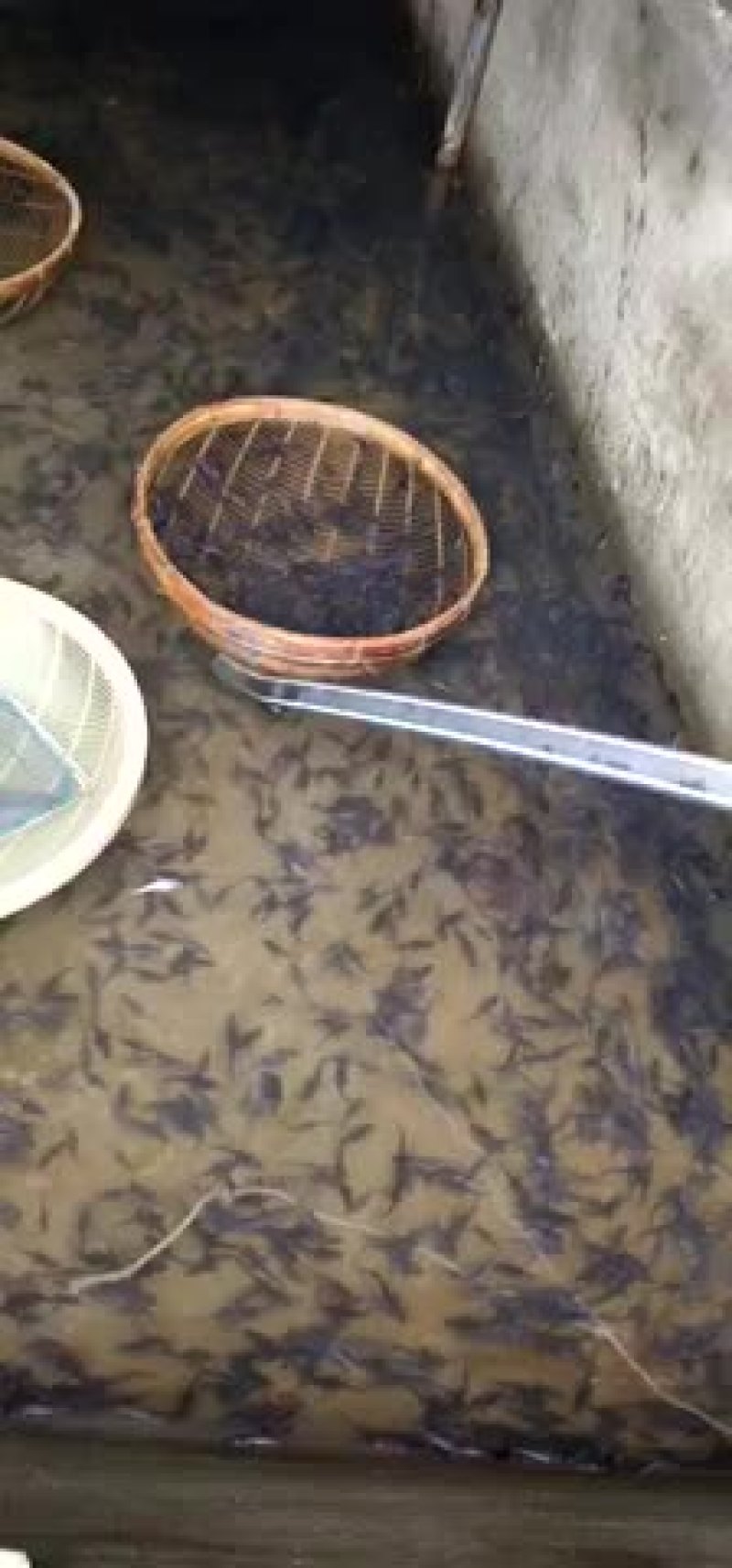 雅鱼苗，叉尾鱼，长期销售，货源充足，欢迎联系