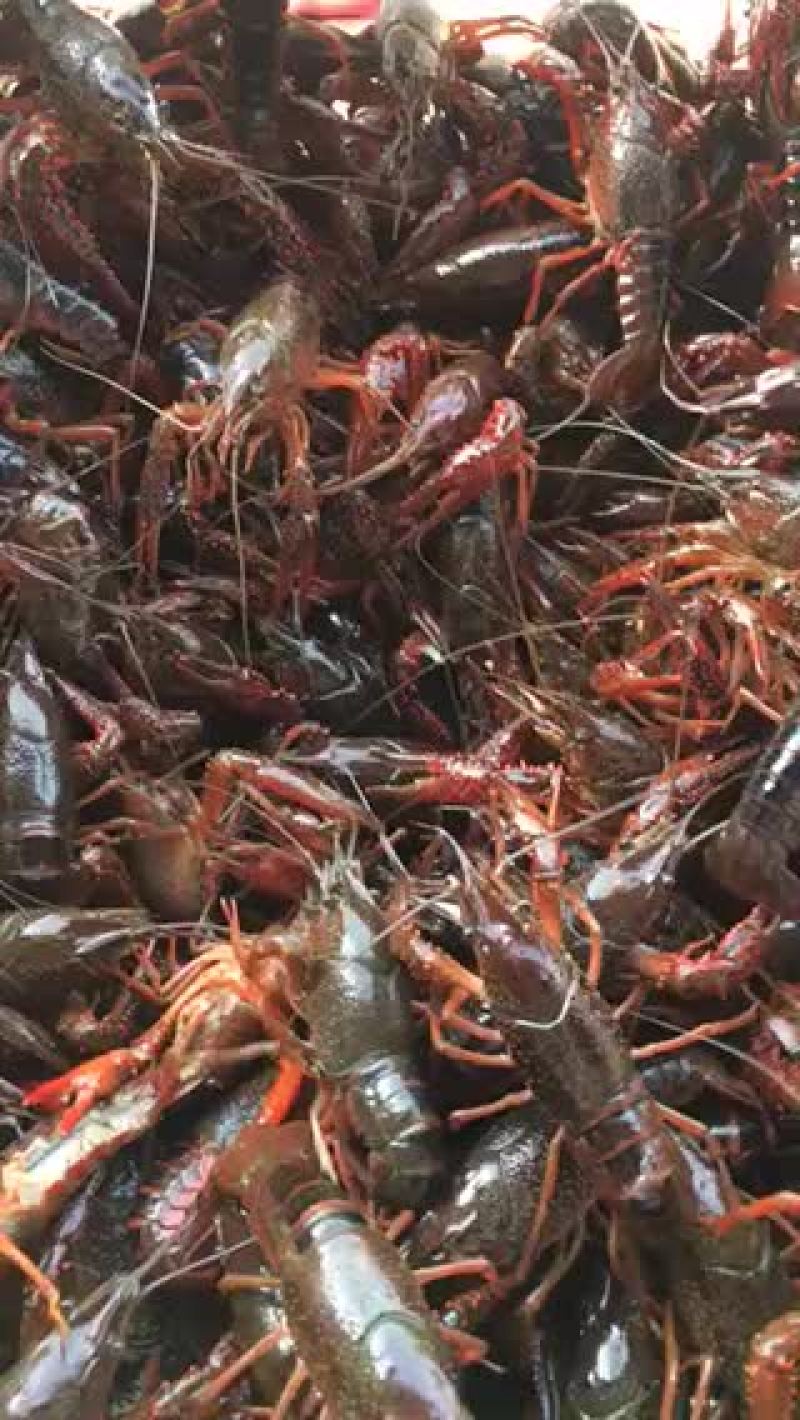 虾种，虾苗，新鲜海鲜海货，商品虾产地一手货源，质优价廉