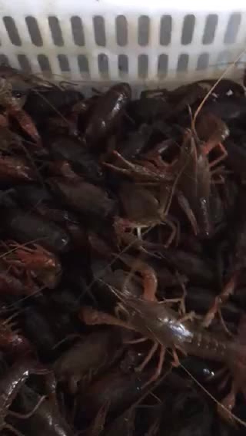 虾种，虾苗，新鲜海鲜海货，商品虾产地一手货源，质优价廉