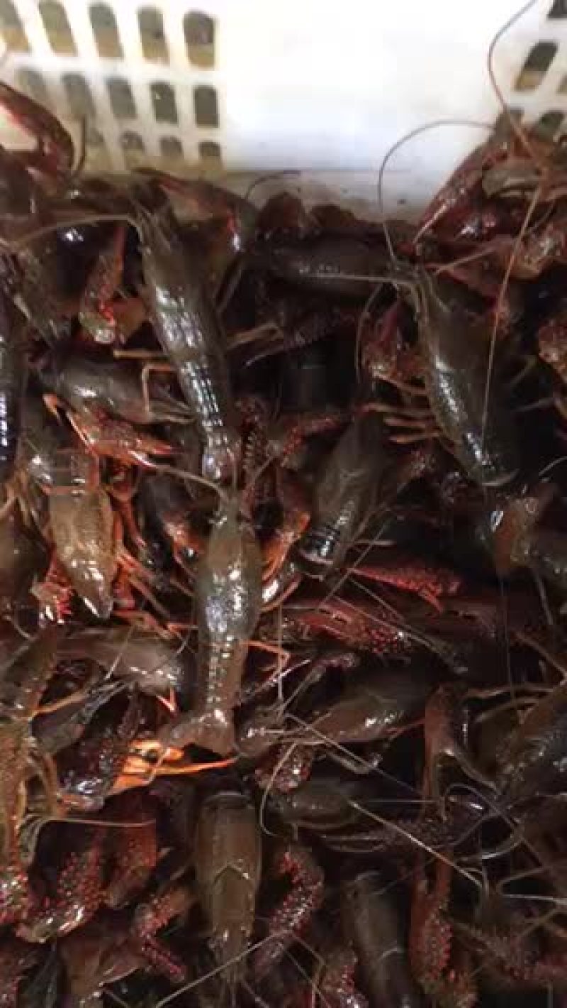 虾种，虾苗，新鲜海鲜海货，商品虾产地一手货源，质优价廉