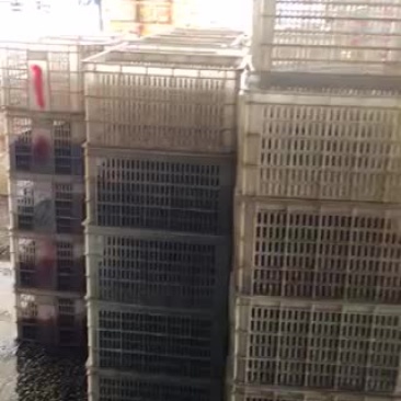 虾种，虾苗，新鲜海鲜海货，商品虾产地一手货源，质优价廉