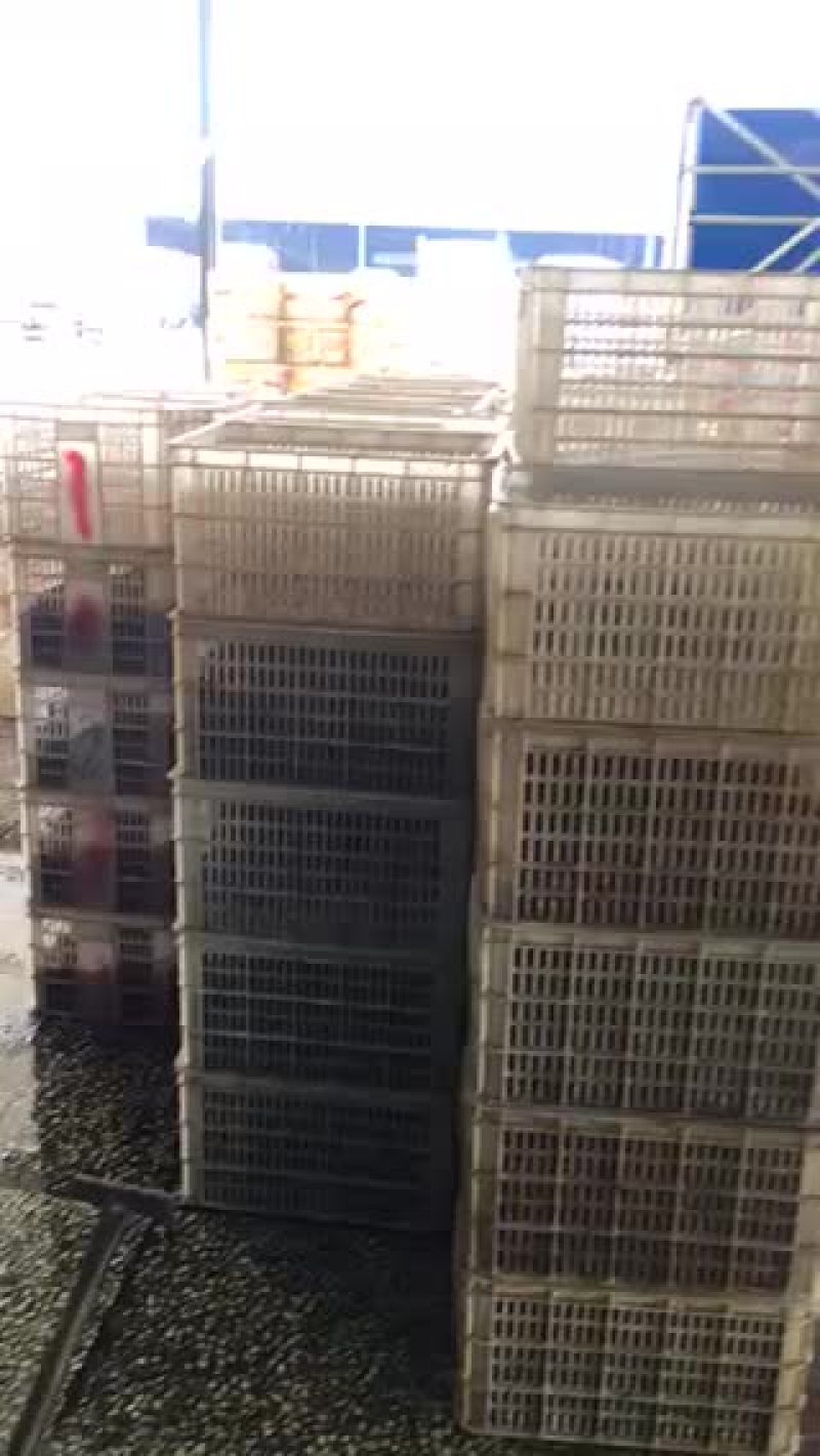 虾种，虾苗，新鲜海鲜海货，商品虾产地一手货源，质优价廉