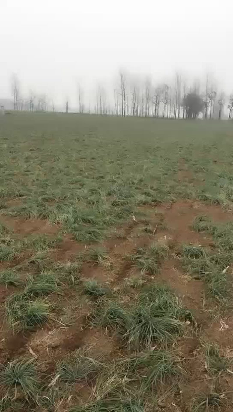 藏红花活血