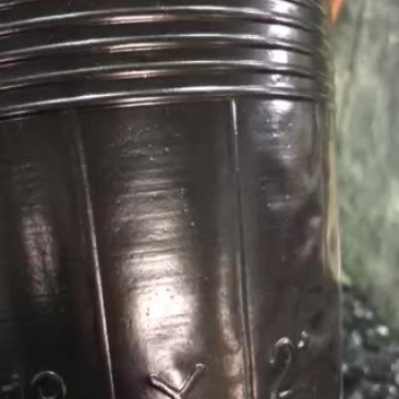 营养杯树苗杯
