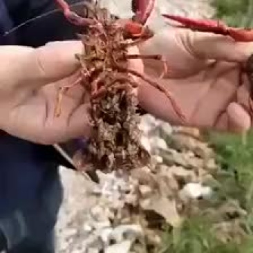 基地地龙起的种虾