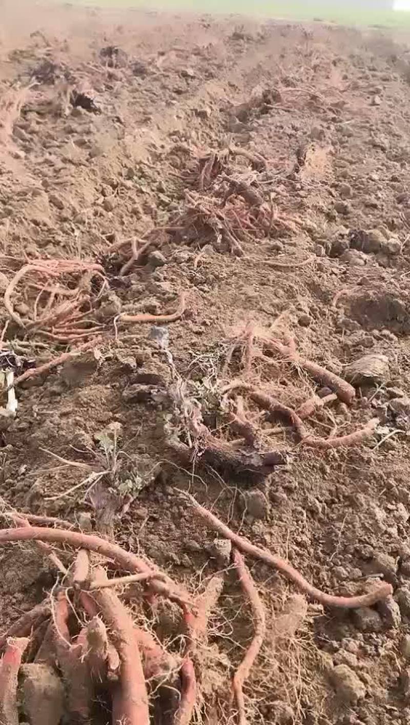 丹参