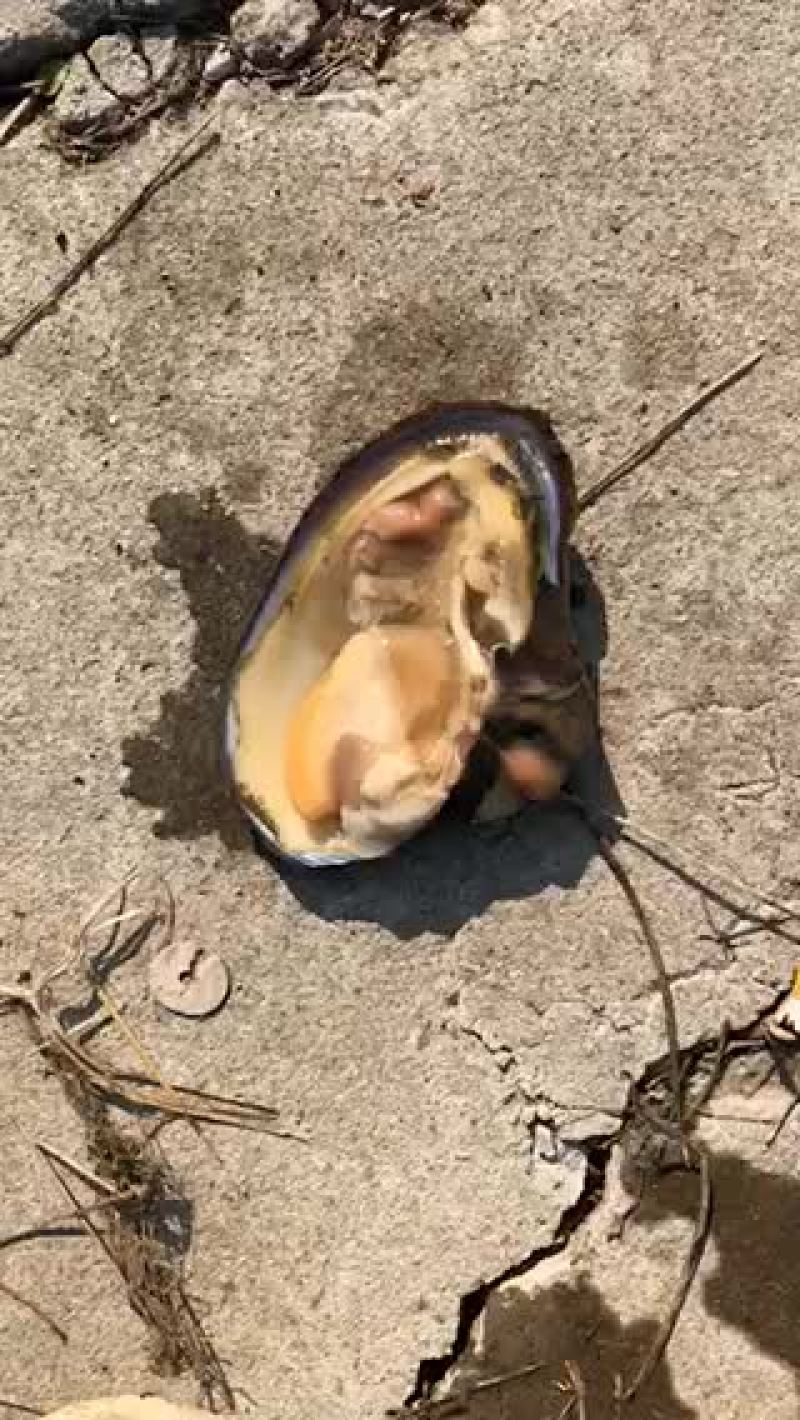 大河蚌