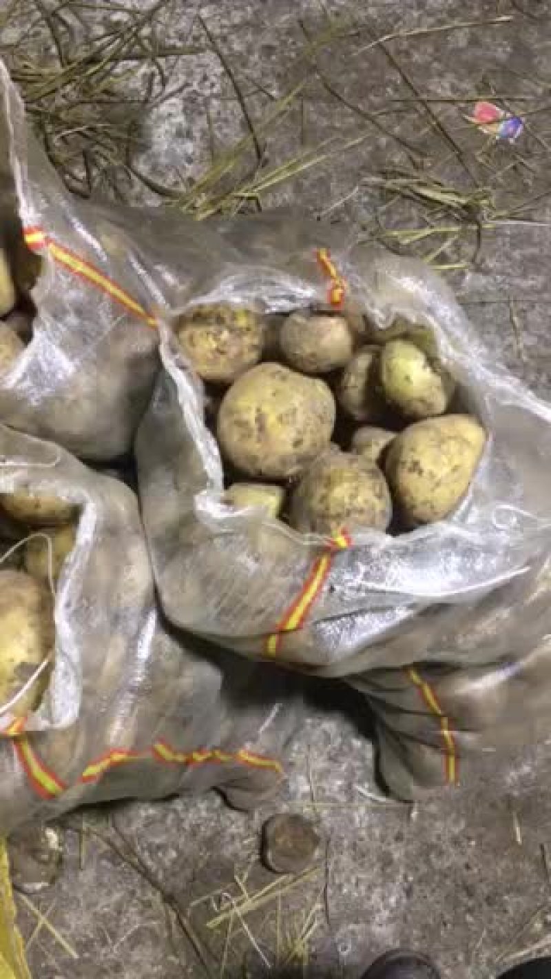 富金种子质量杠杠地