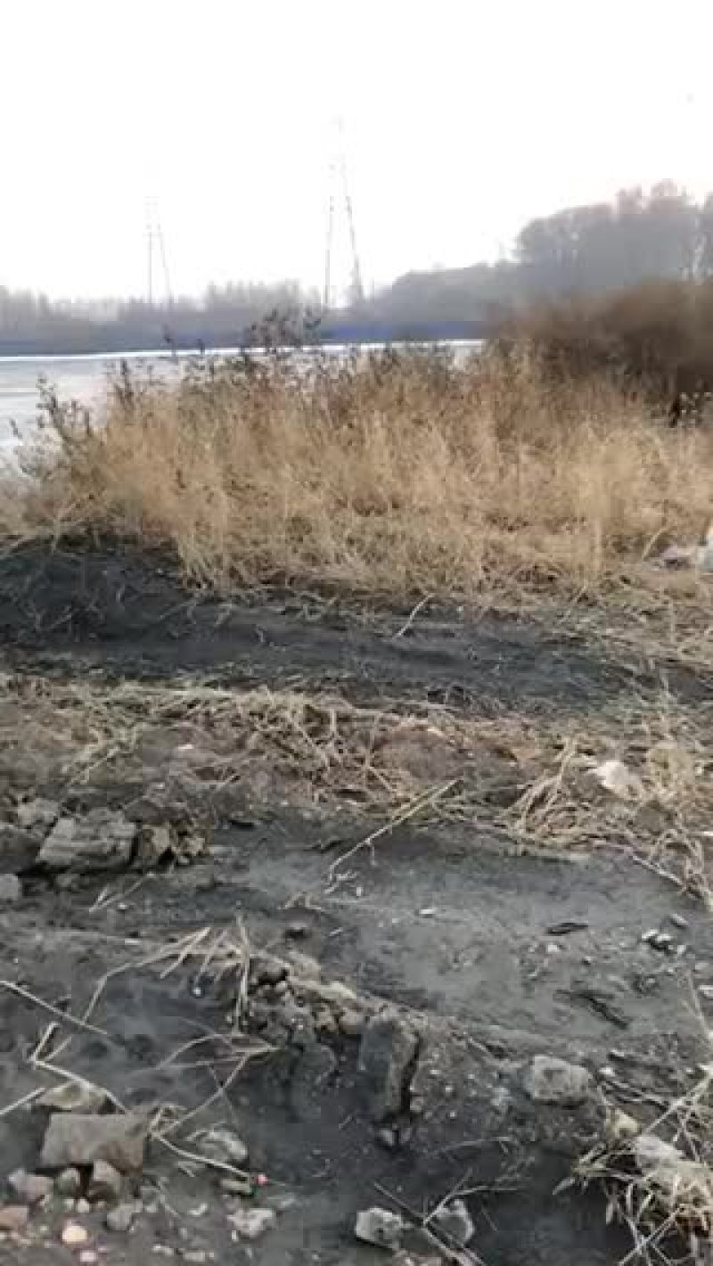 卖杨树