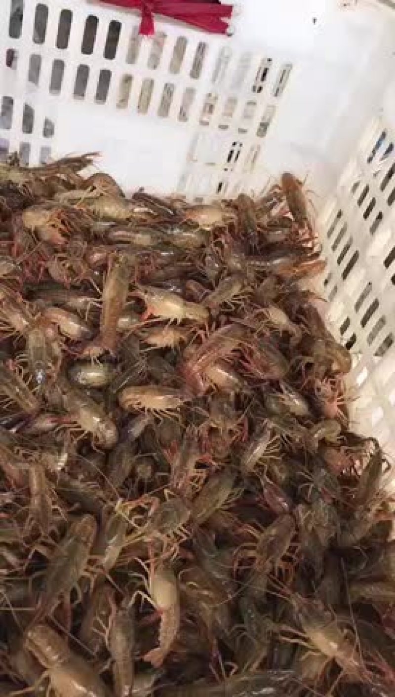 山东省小龙虾种苗出售，成活率高