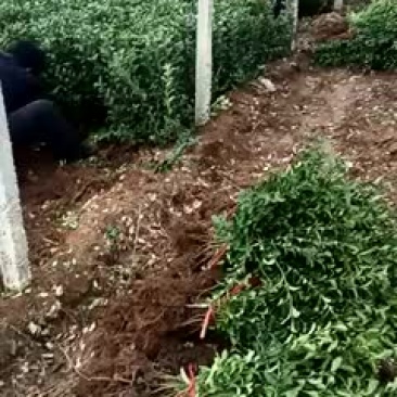 高60的大叶黄杨，有需要的联系