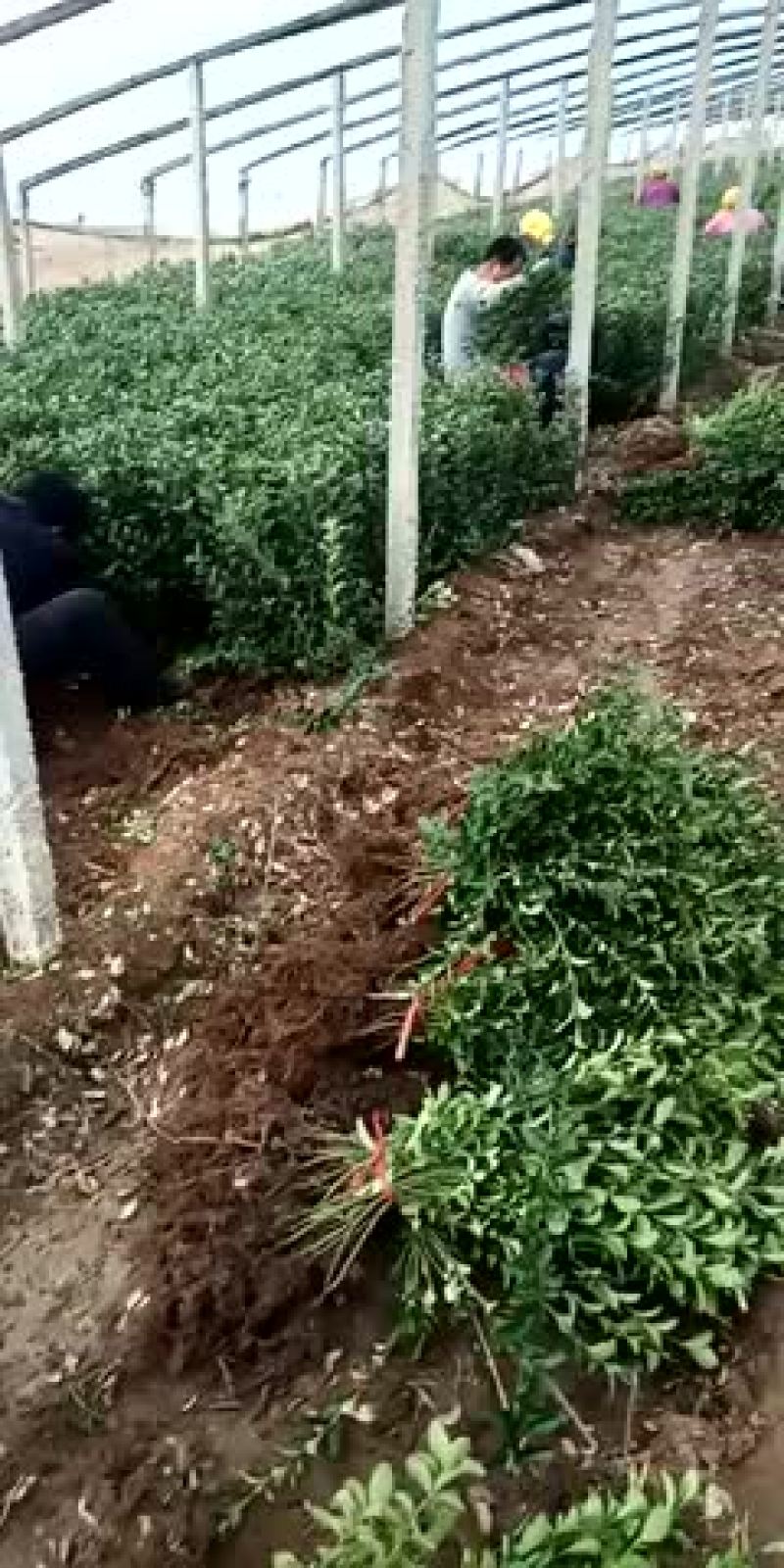 高60的大叶黄杨，有需要的联系