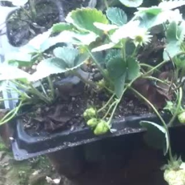 草莓苗品种齐全……