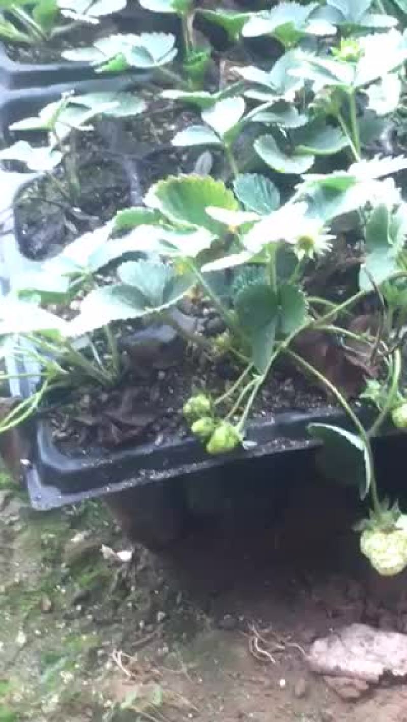 草莓苗品种齐全……
