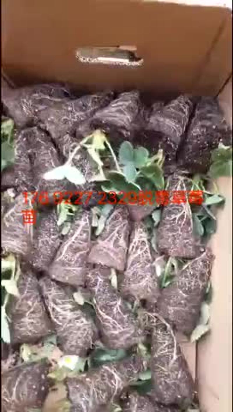 草莓苗品种齐全……