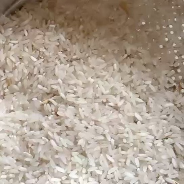 水稻