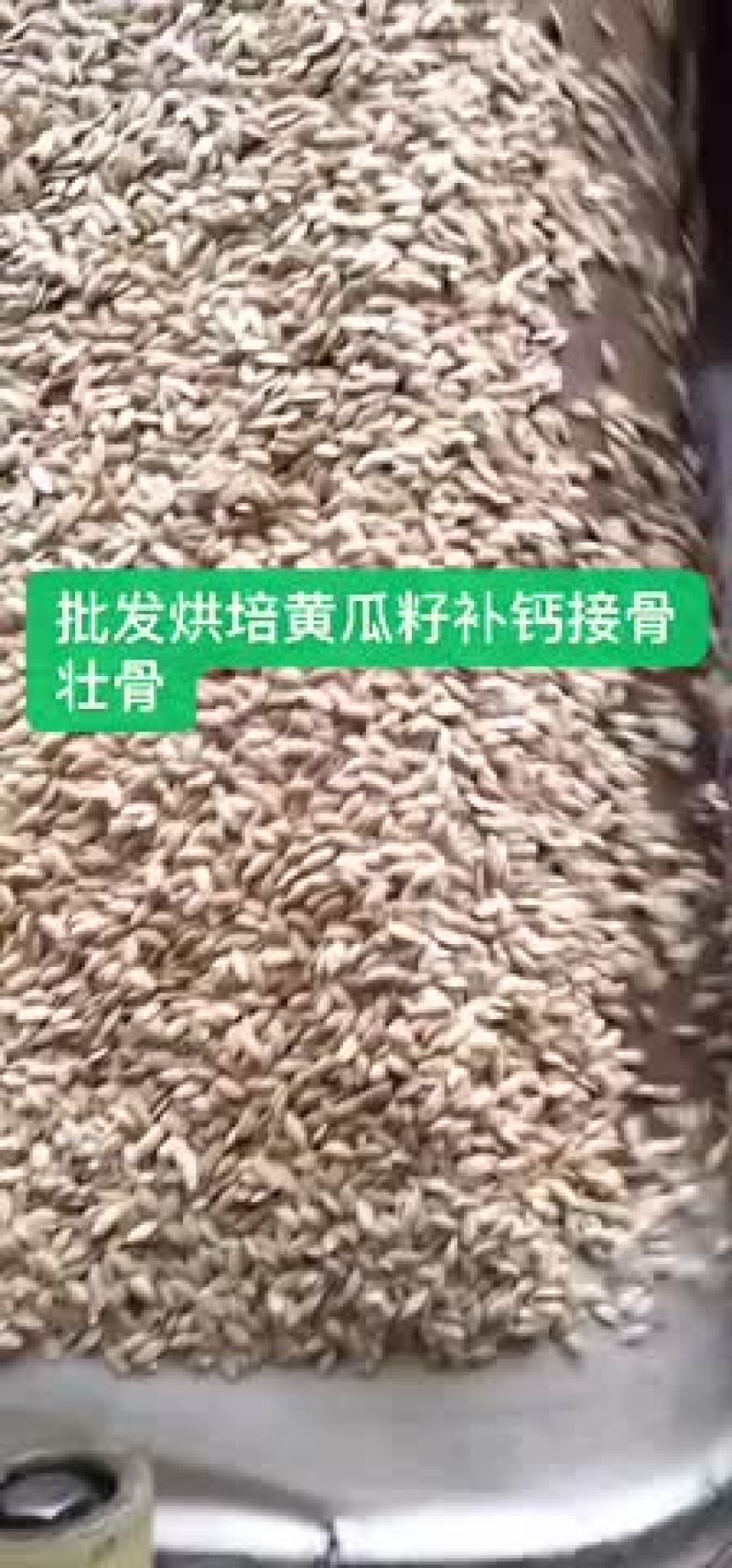 黄瓜籽