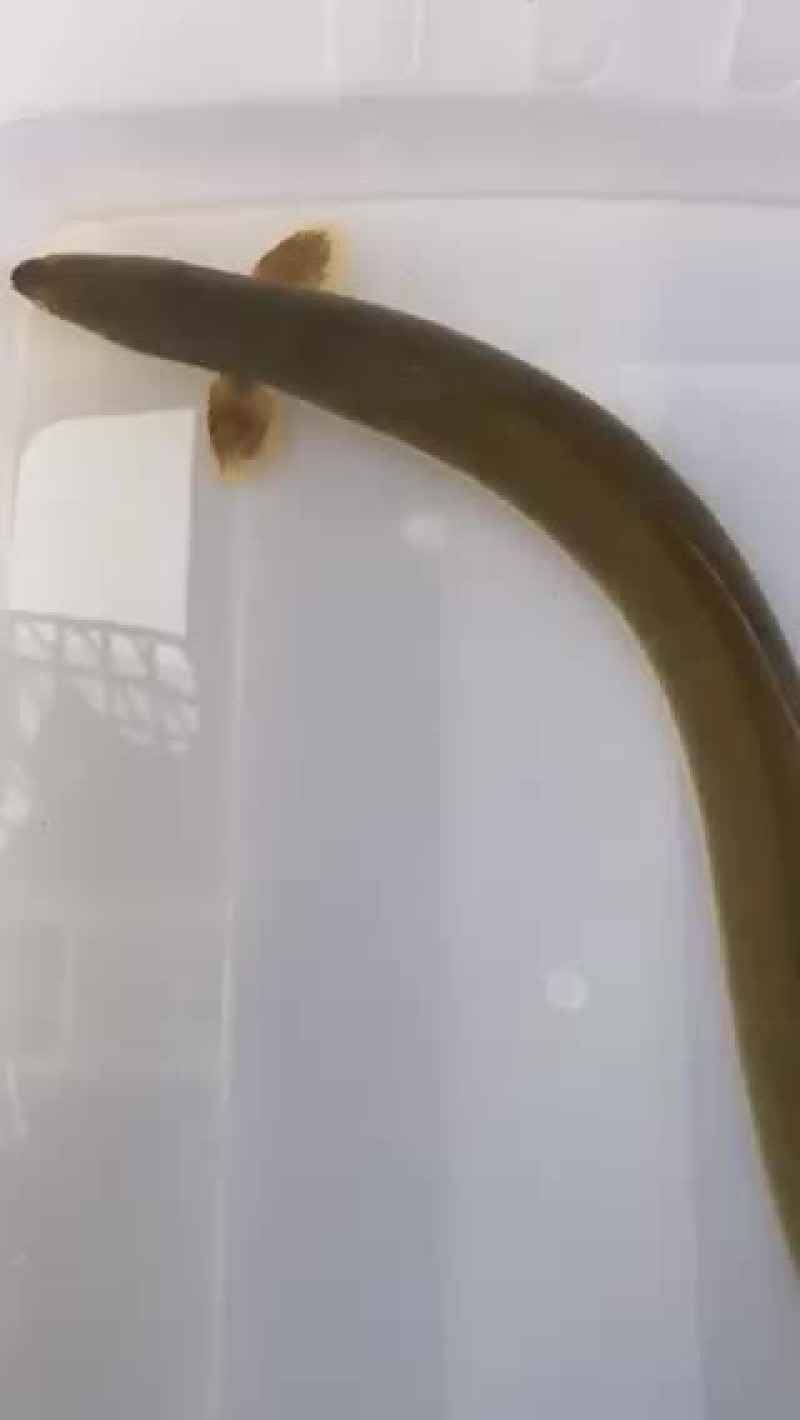 鳗鱼淡水河鳗青鳗白鳝江鳗湖鳗乌鳗鱼