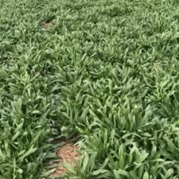 面条菜质量优质无黄叶！