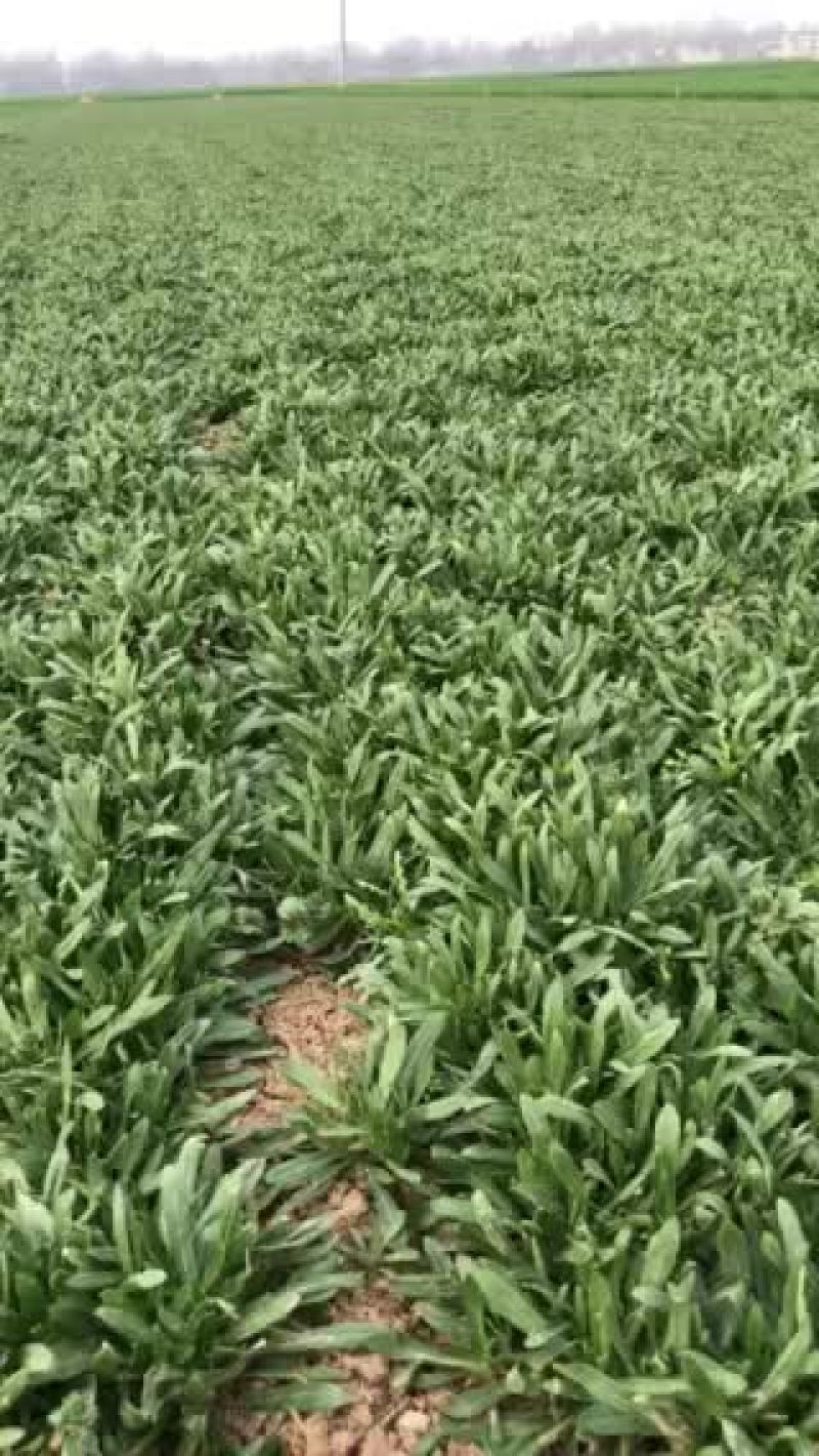 面条菜质量优质无黄叶！