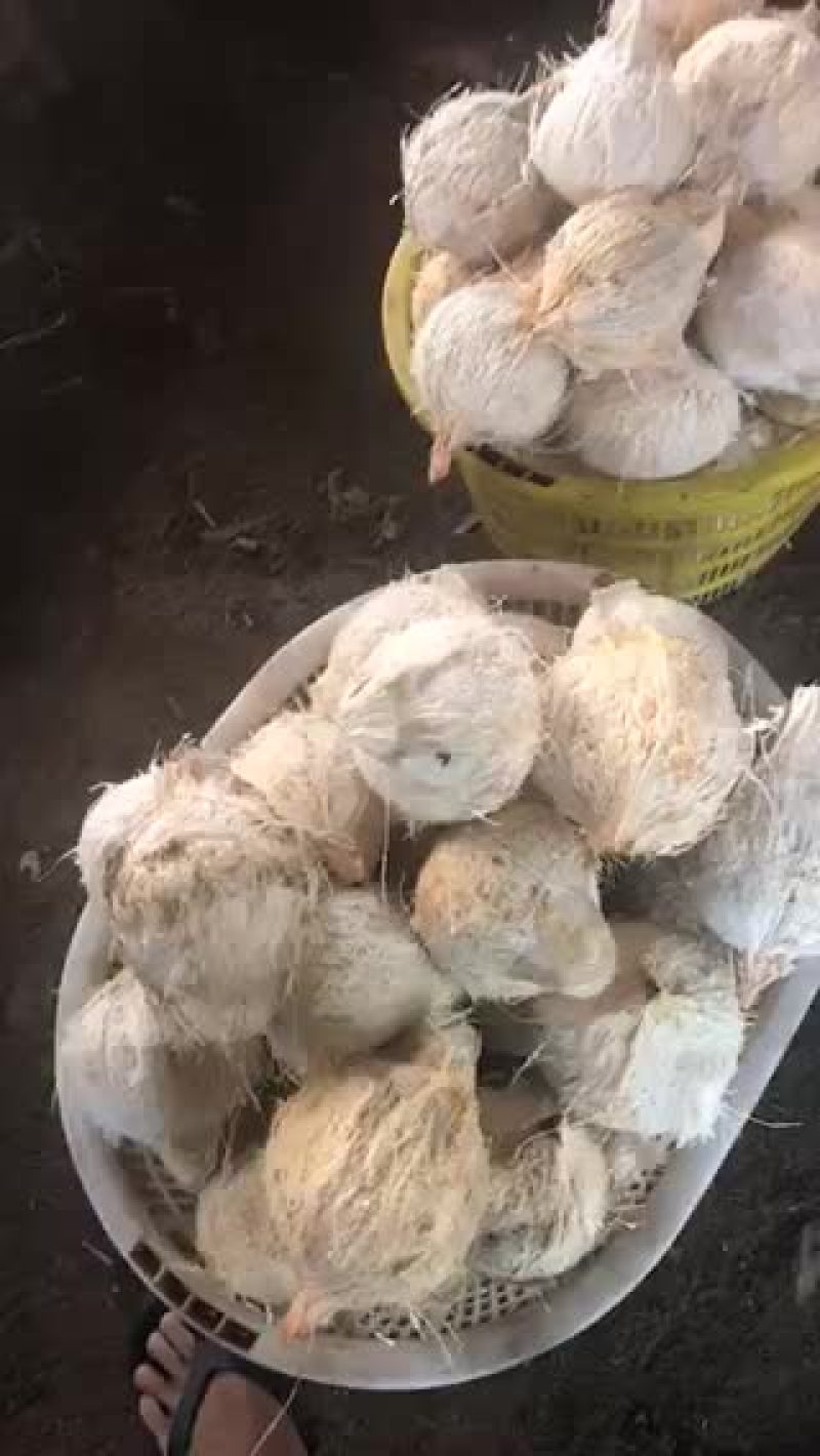 椰青椰白都有