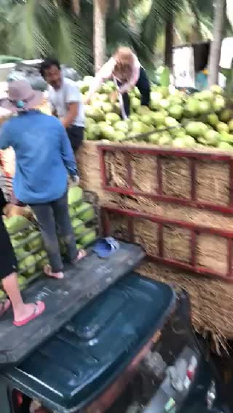 椰青椰白都有