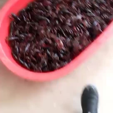 都是今天早上的货