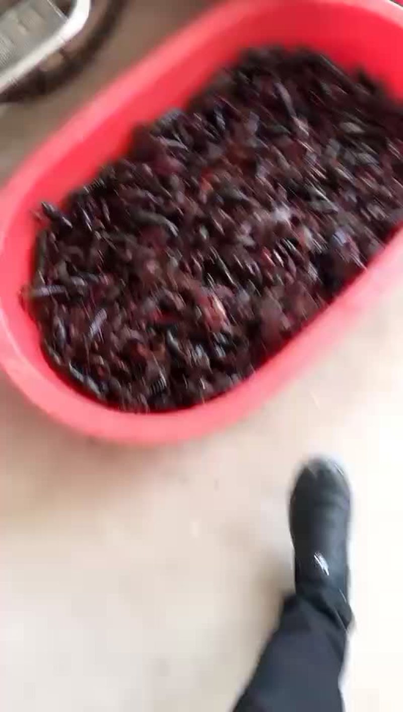 都是今天早上的货