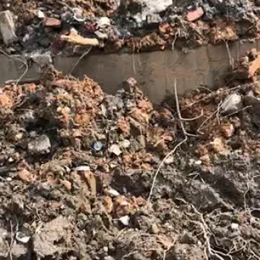 丛生银杏