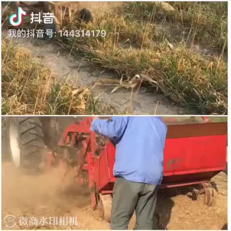 黄韭、黄韭盆景、牛奶黄韭