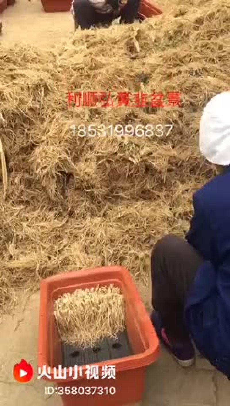 黄韭、黄韭盆景、牛奶黄韭